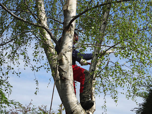 Best Tree Risk Assessment  in USA